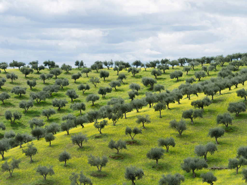 flavored olive oil